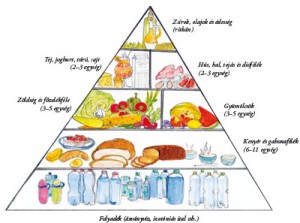 Táplálék piramis